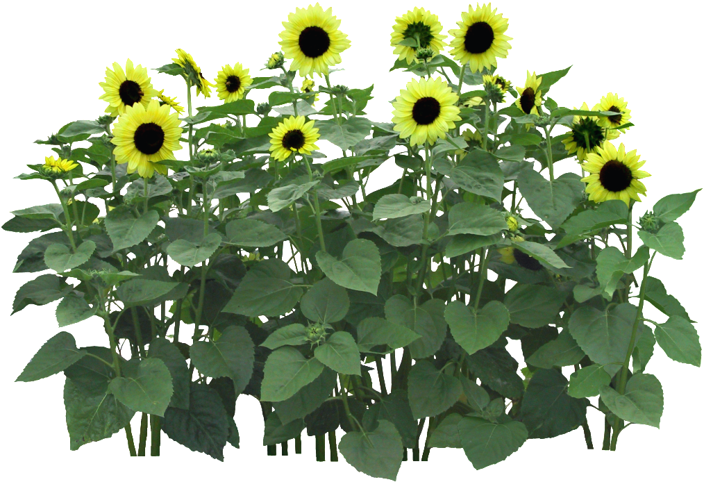 Este Fotos Es Png De Girasol Sobre (1024x707), Png Download