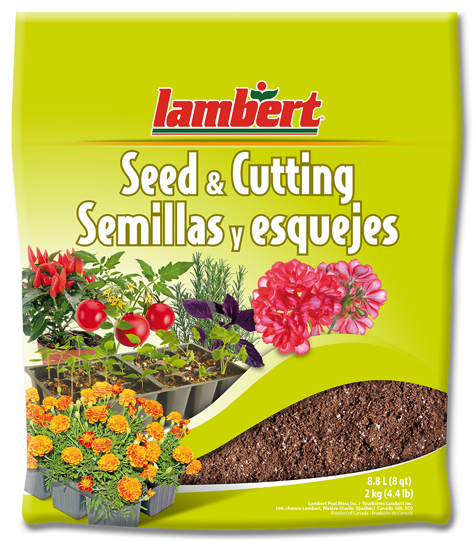 Seedling Png (1000x1192), Png Download