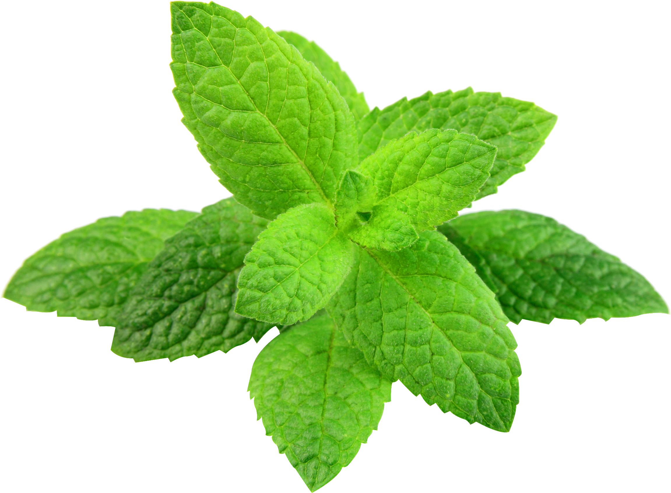 Peppermint Png (2302x1692), Png Download