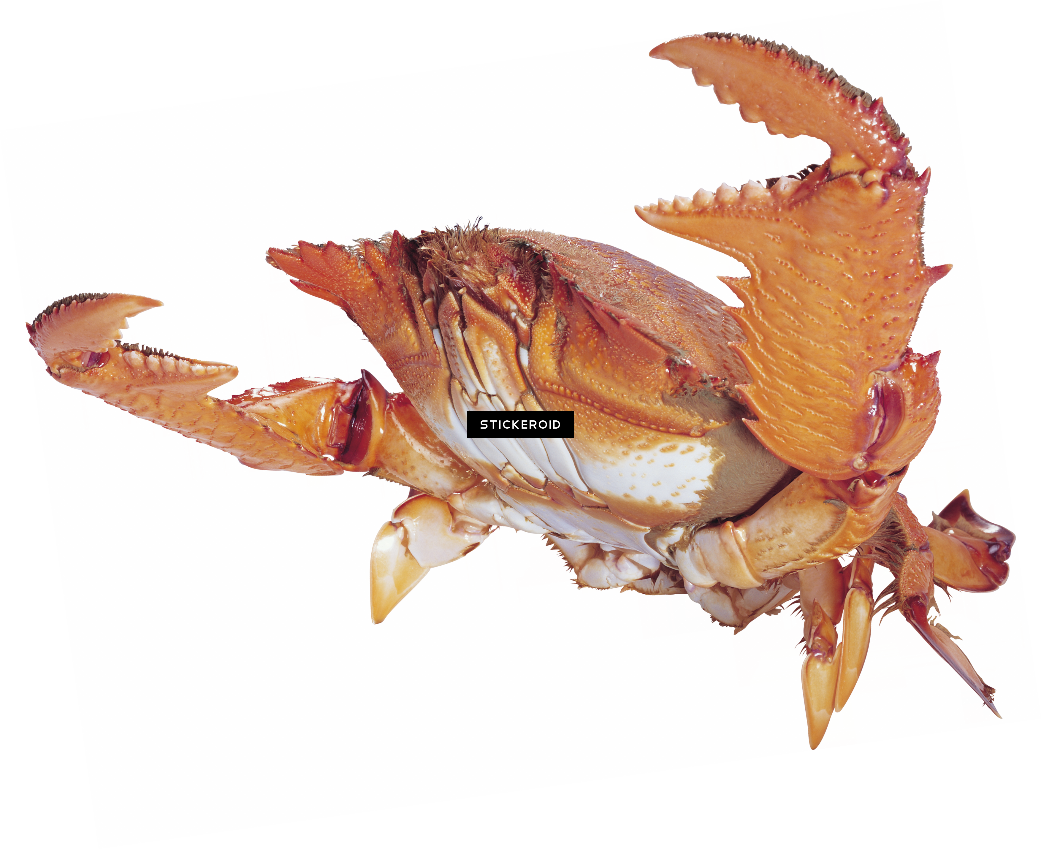 Crab (3507x2860), Png Download