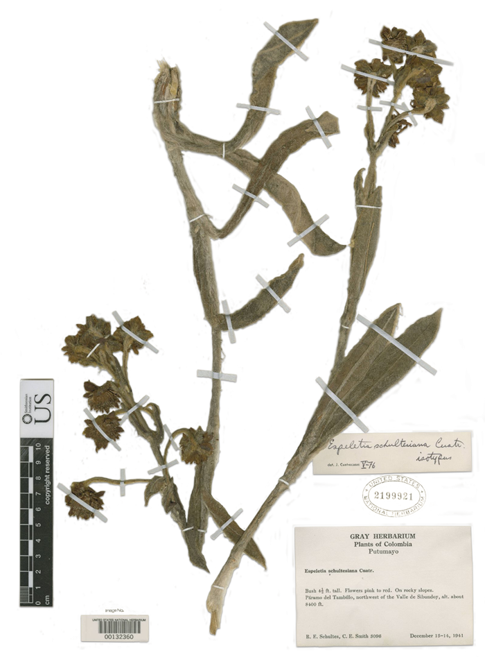 These High Altitude Wetlands Are Important Water Regulators (700x947), Png Download