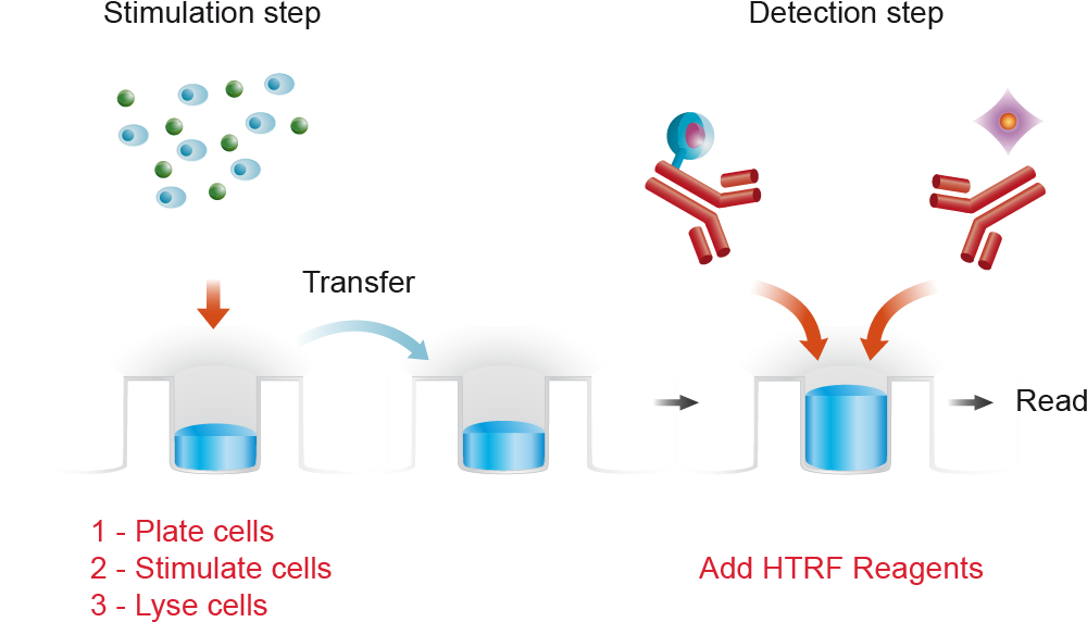For Detection, Lysates Are Subsequently Transferred (1001x579), Png Download