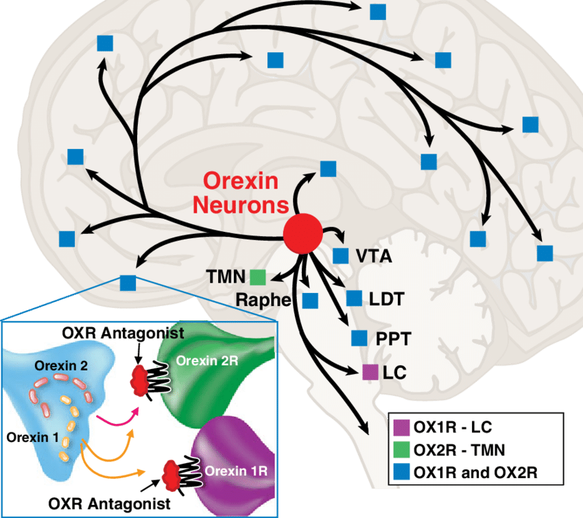 Red Circle Shows Orexin Neurons In The Lateral And (850x755), Png Download