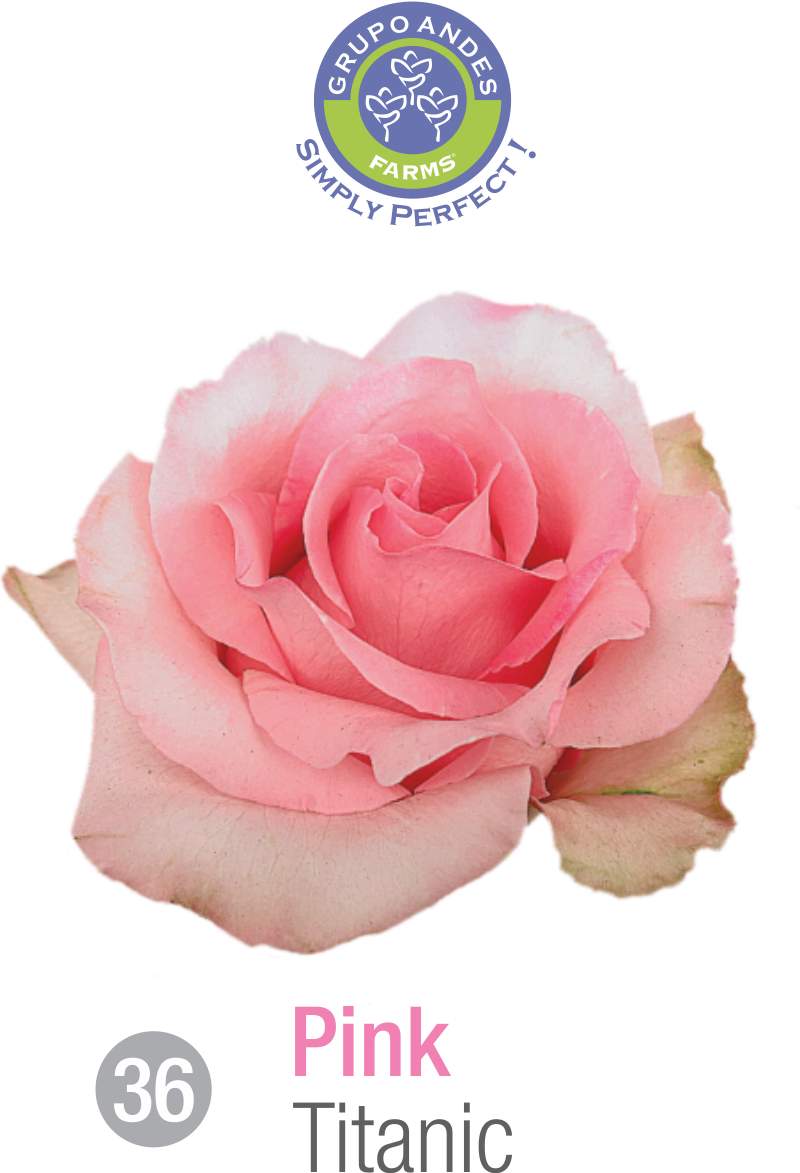 Rosa Variedad Titanic (800x1173), Png Download
