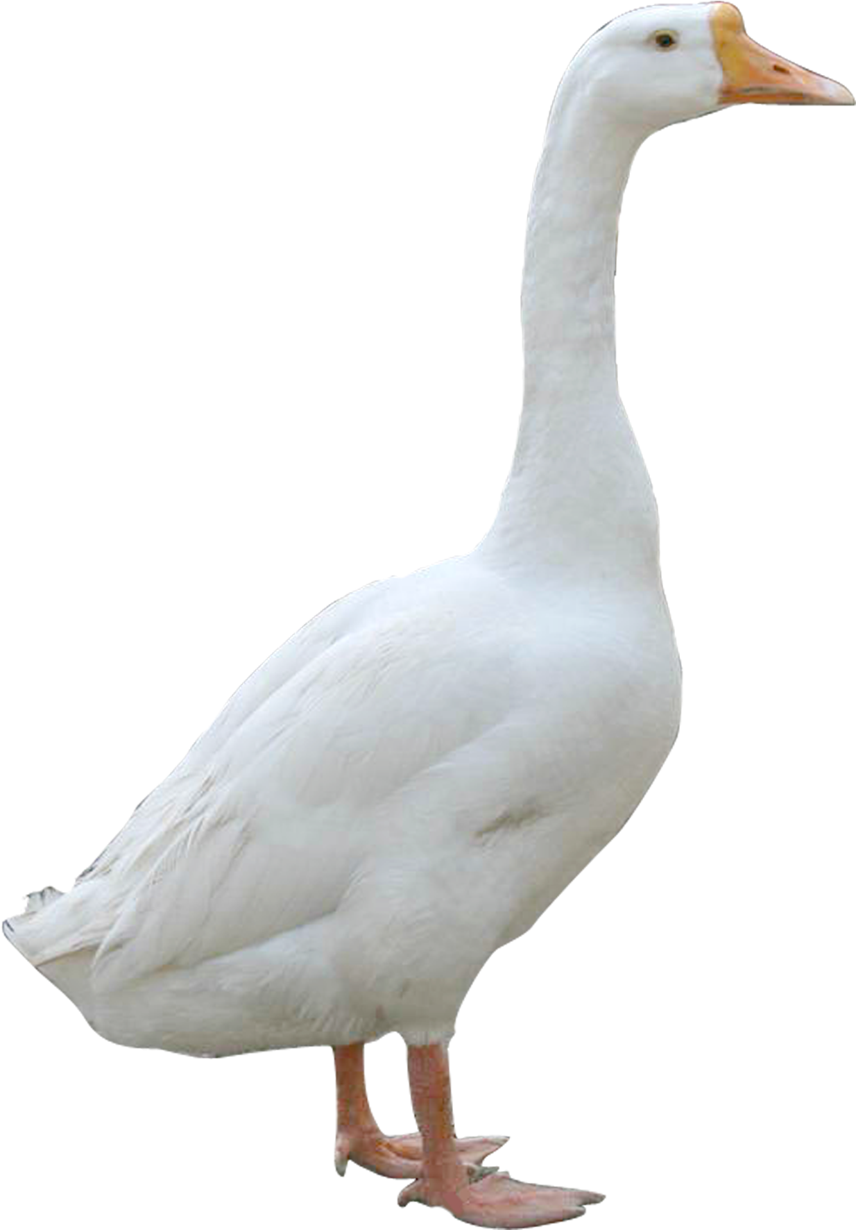 Fur Vector Duck Feather (2220x2143), Png Download