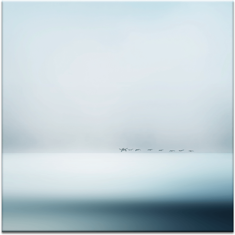 Wild Geese (900x900), Png Download