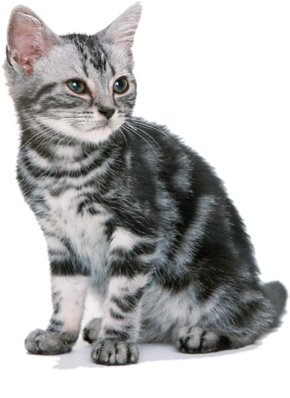 Cat,emoji,real,db 图层9 (583x800), Png Download