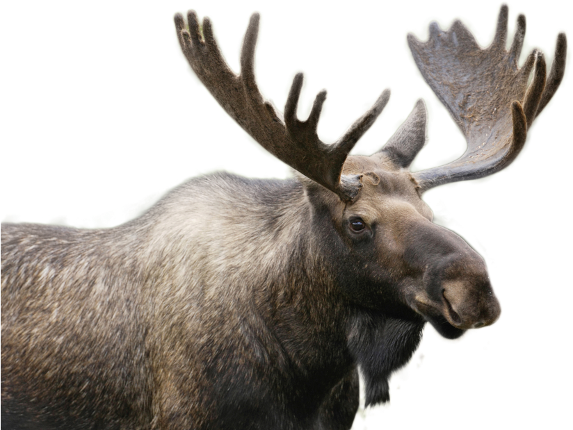 Moose Png Image (1000x667), Png Download