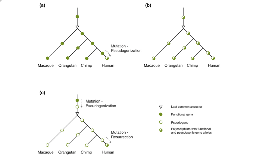 Polymorphic Pseudogenes In Human Populations (850x517), Png Download