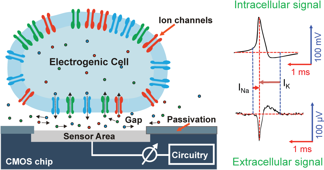 Electrogenic Cells On Chips (1112x594), Png Download