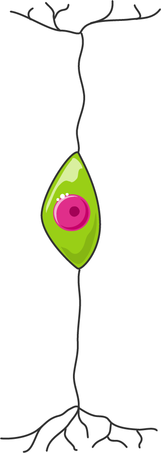 Neuron (331x931), Png Download