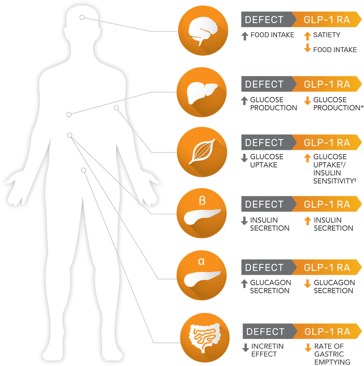 Defects Of Type 2 Diabetes (1198x1204), Png Download