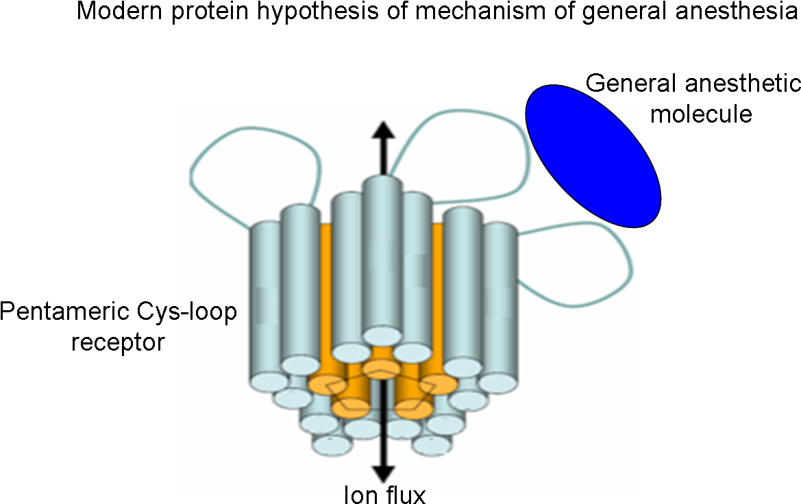 Modern Protein Hypothesis Of Mechanism Of General Anesthesia (1211x769), Png Download