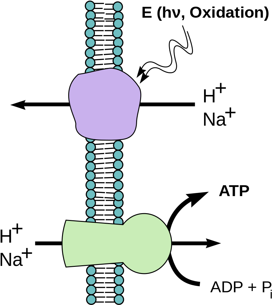 File - Chemiosmotic Hypothesis - Svg (919x1024), Png Download
