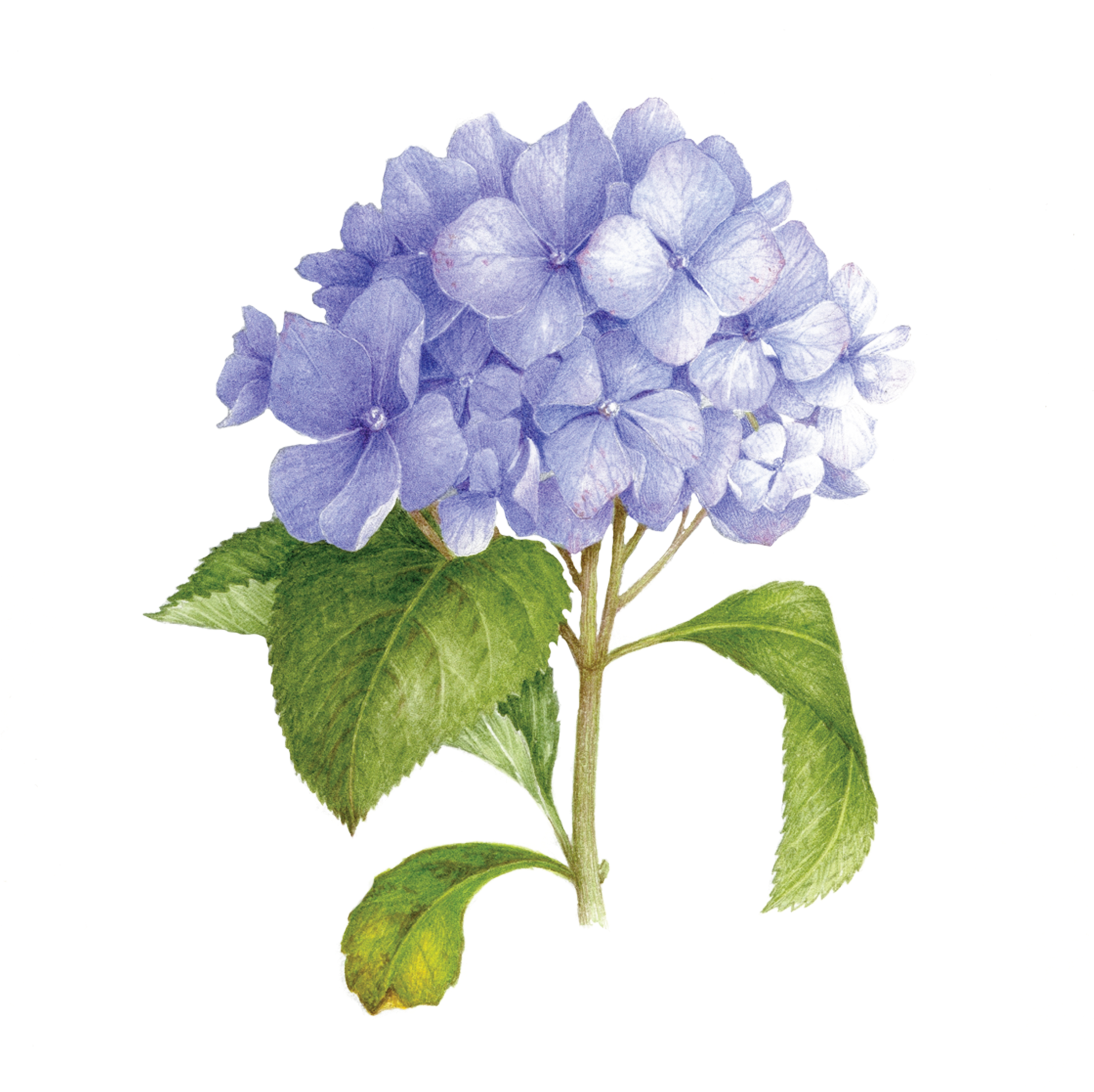 Blue Hydrangea - Scented Floral Temporary Tattoos (2048x2048), Png Download