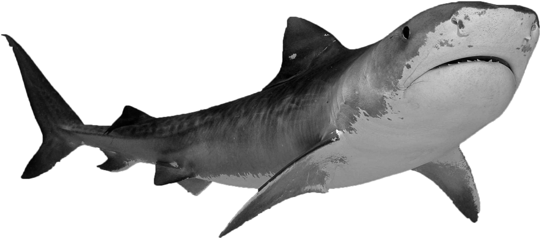 1 2 3 Magnifying Glass Png No Background - Shark With White Background (1160x647), Png Download