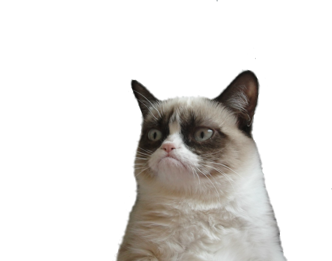 Angry Cat Png Picture - Grumpy Cat Face Png (1280x853), Png Download