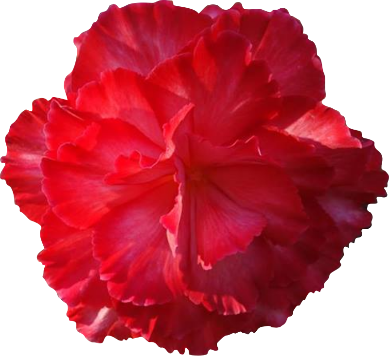 Carnation Clipart Real Flower - Real Flowers Clip Art (800x733), Png Download