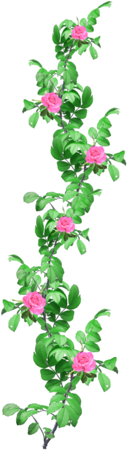 Rose Vine Png - Portable Network Graphics (758x1053), Png Download