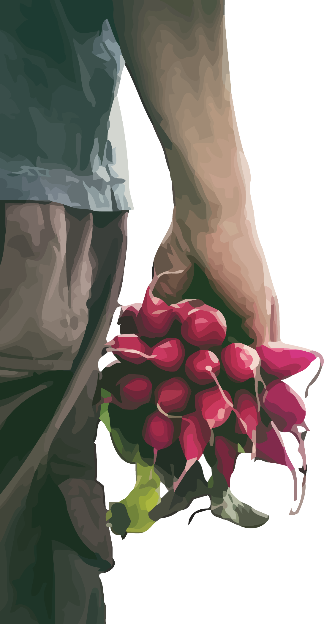$50 - Radish (1100x2100), Png Download