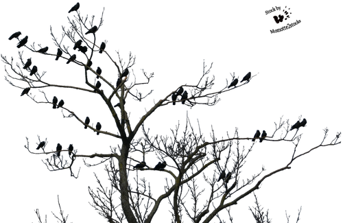 High Resolution Horror Png Clipart - Tree Birds Transparent (504x350), Png Download