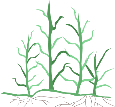 Some Facts About Bermuda Grass - Bermuda Grass Stem Illustration (375x347), Png Download