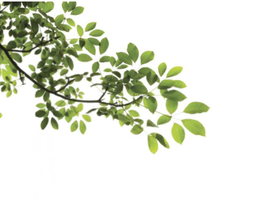 Branch Png Png - Tree Branch Png (850x687), Png Download