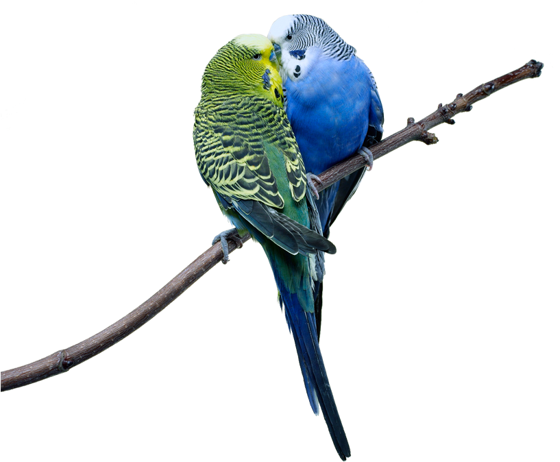 Love Birds - Love Birds Images Png (816x703), Png Download