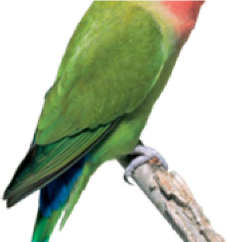Peach Faced Lovebird (640x480), Png Download
