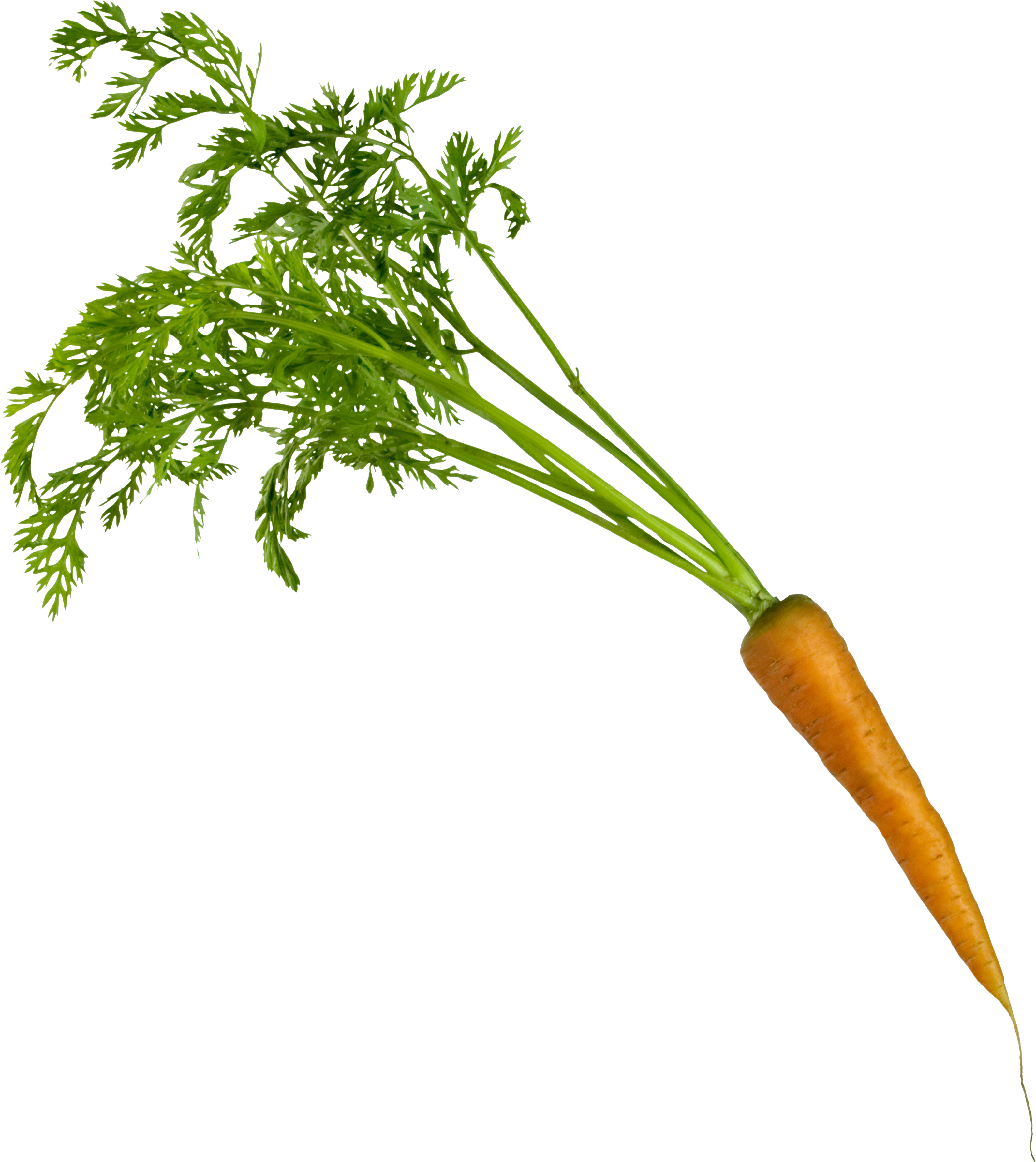 Carrots Png Leave Drawing Clip - Carrot Parsley Png (3178x3564), Png Download