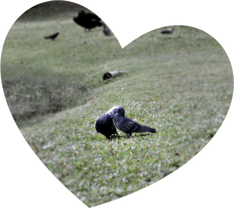 Love-birds - Heart (1024x768), Png Download