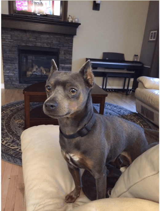 Misty Creek Dog Rescue (730x684), Png Download