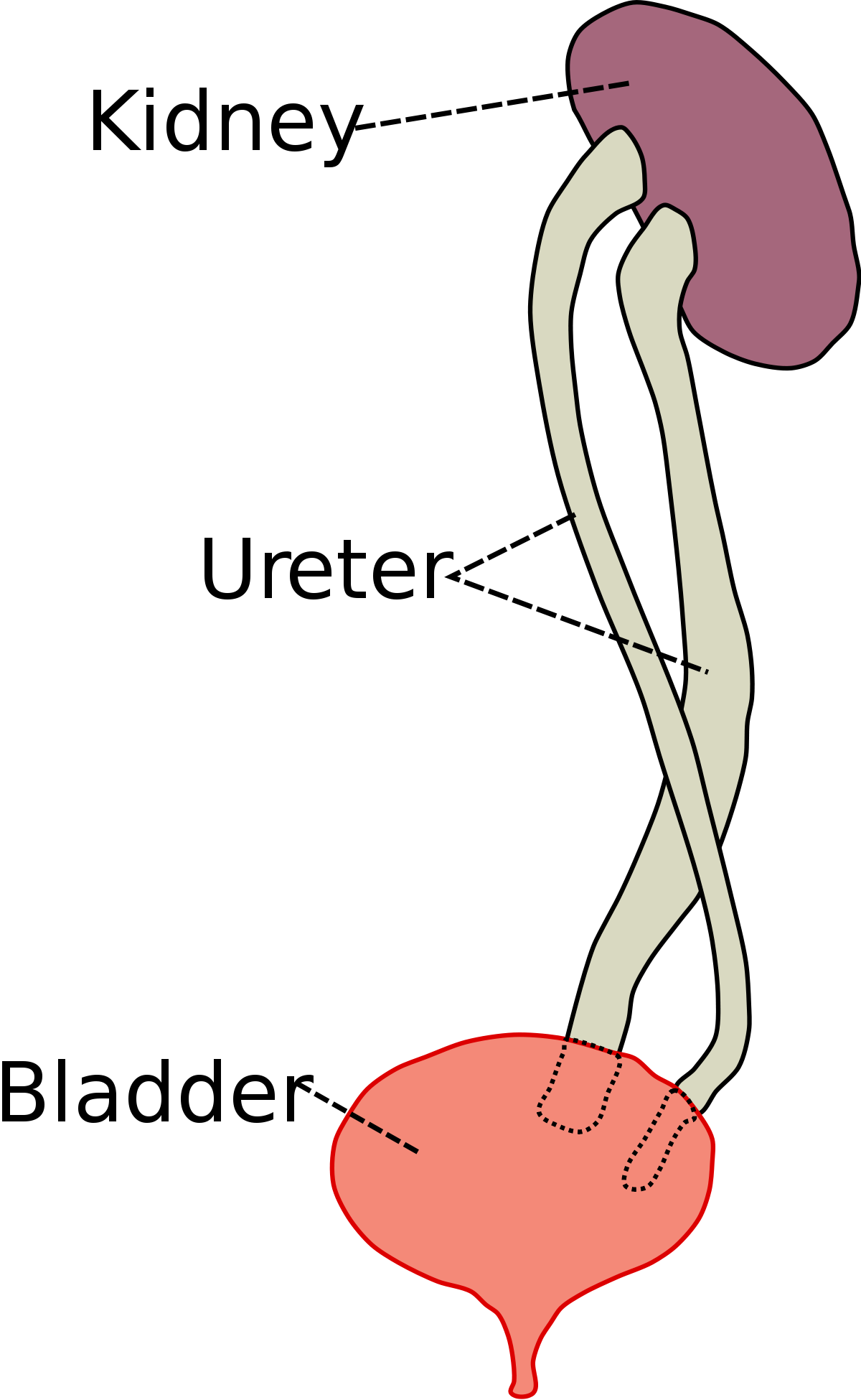 Kidney Png (1200x1950), Png Download
