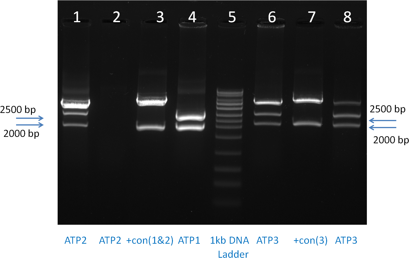 The Dna Sequence Of All The Constructs Were Validated (1806x902), Png Download