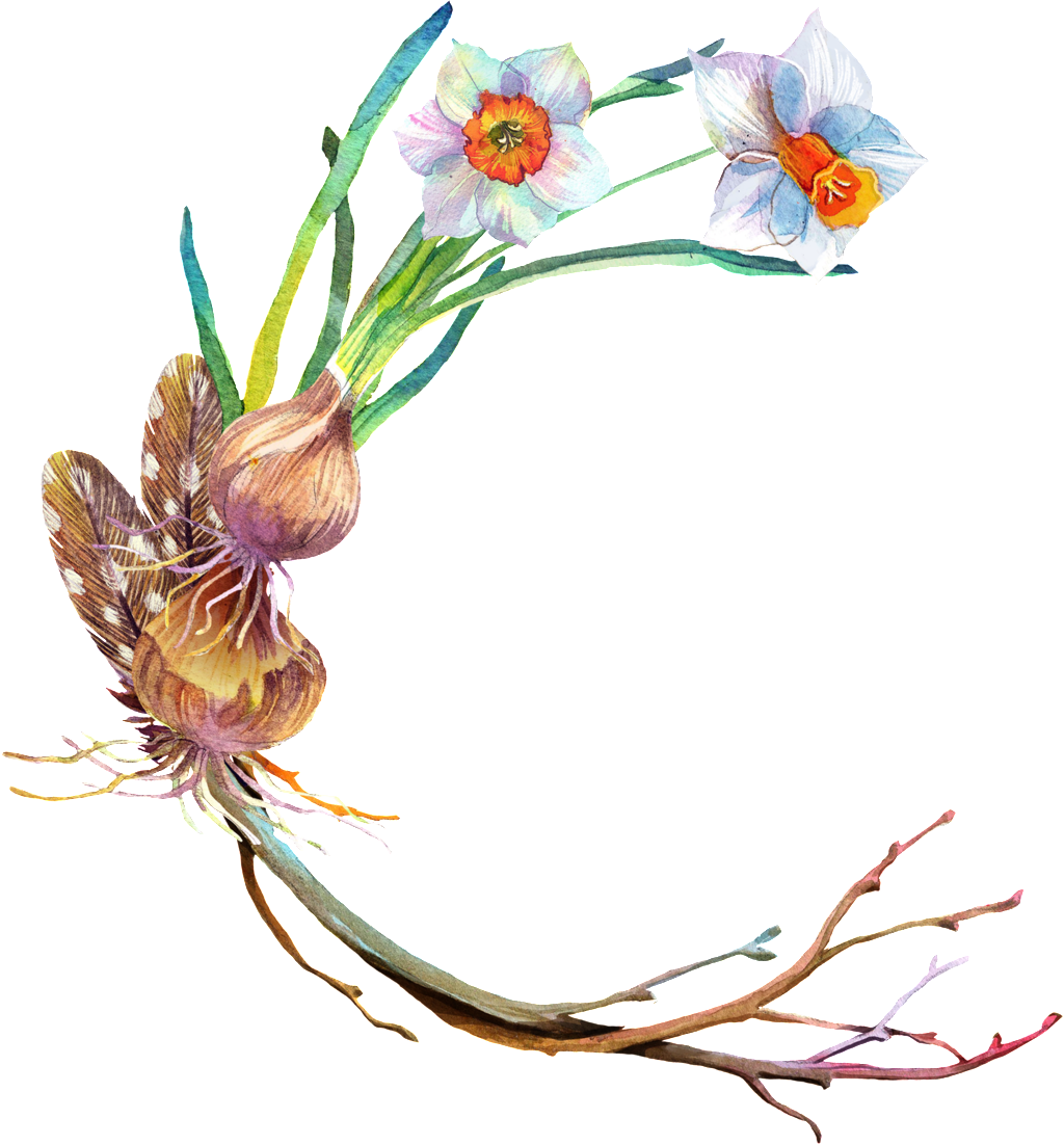 Fungus Mushroom Transparent Decorative (1024x1102), Png Download