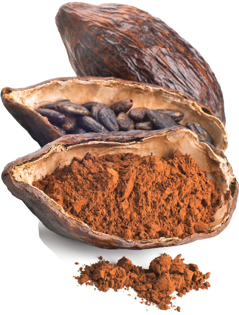 Cacao (1854x1635), Png Download