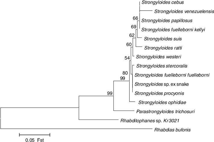 Phylogenetic Relationships Of Strongyloides Isolates (724x488), Png Download