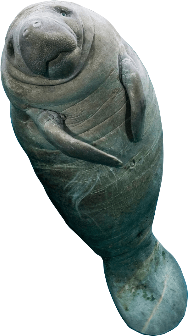 When To Swim With The Manatees (611x1094), Png Download