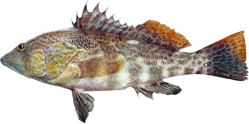 Cabrilla Cachete Amarillo, Parrot Sand Bass (830x415), Png Download