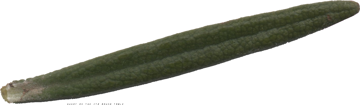 Romarin Scan Hugo7 (1426x420), Png Download