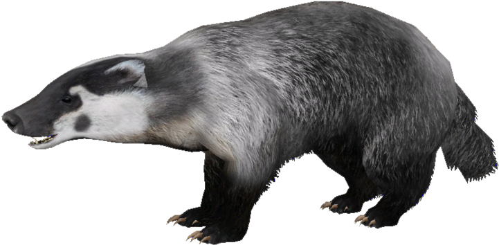 Badger Png, Download Png Image With Transparent Background, (800x456), Png Download