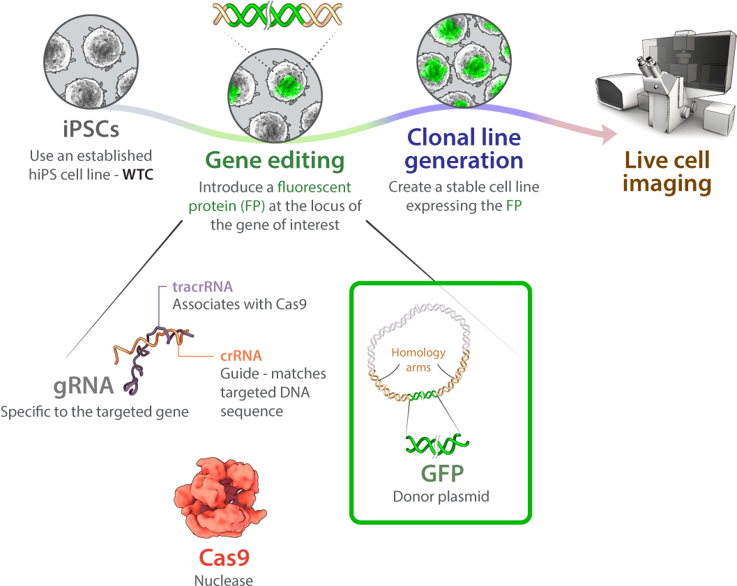 Schematic For Gene Editing Of Allen Institute For Cell (1200x917), Png Download