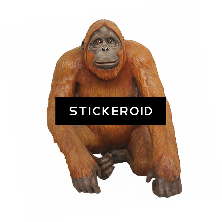 Orangutan Animals (721x722), Png Download