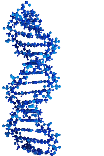 Genetic Health (572x637), Png Download