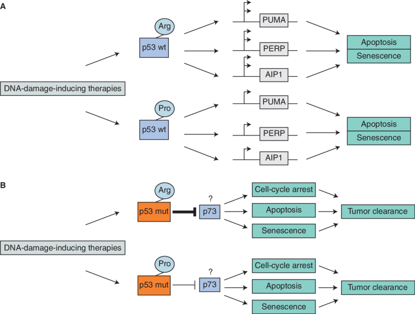 Incorporating Information Of Both The Inherited And (850x645), Png Download