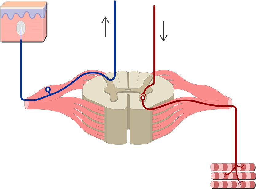 Spinal Cord Png (1200x630), Png Download