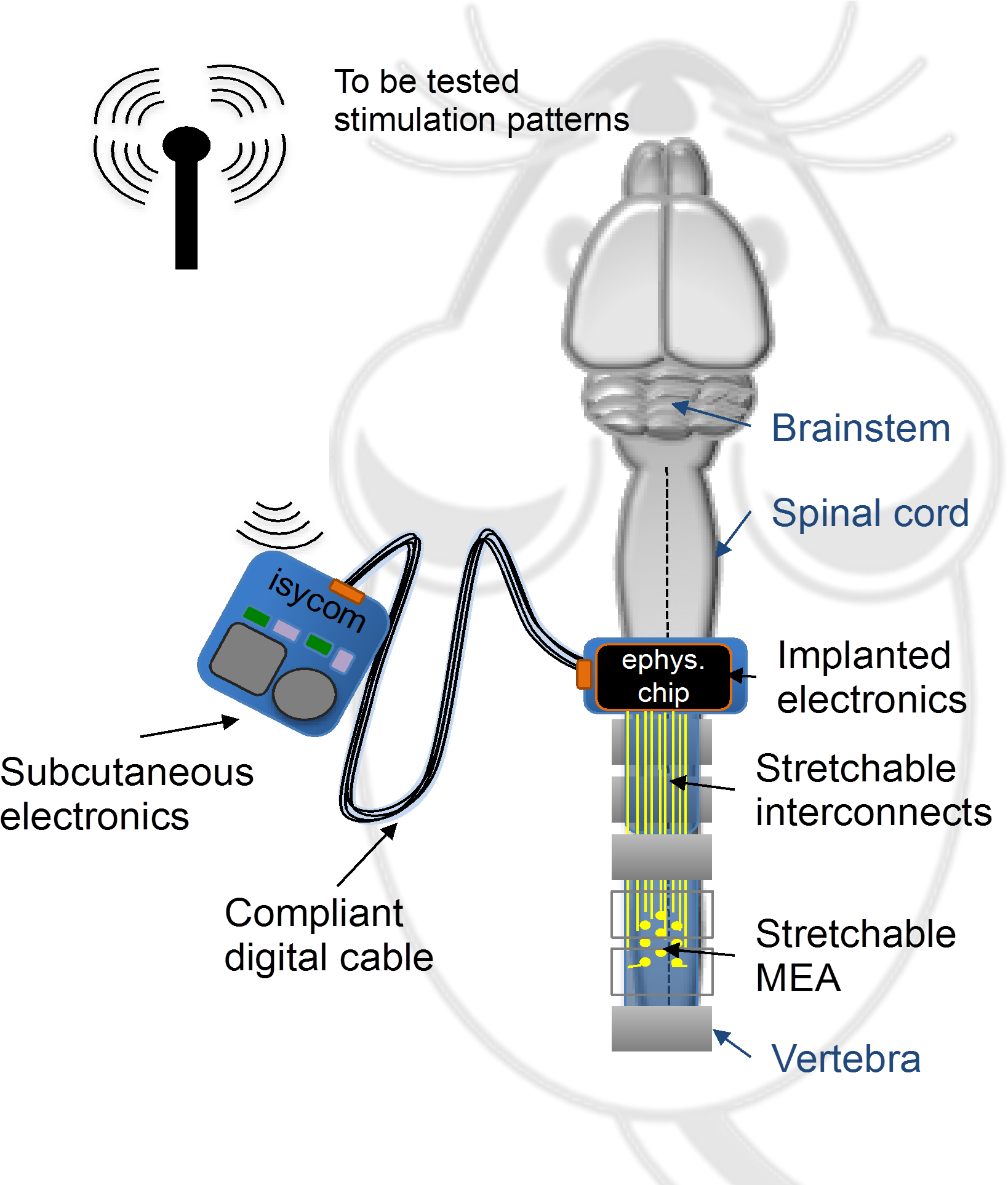 Schematic Of Spinal Cord System (1771x1925), Png Download