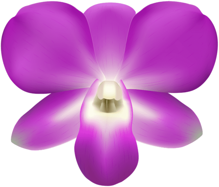 Download Orchid Decorative Png Images Background (850x724), Png Download