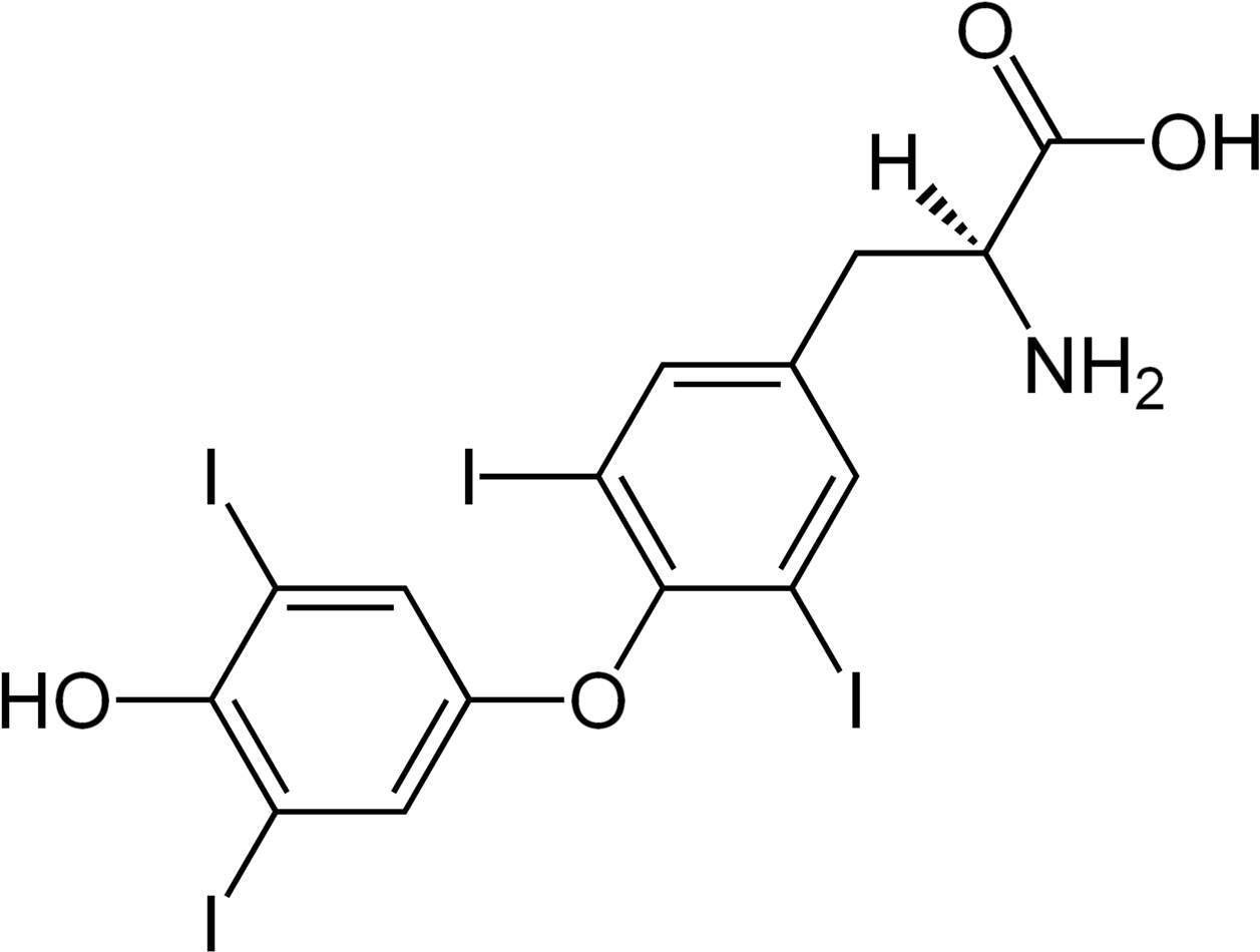 -thyroxine Structural Formulae (1280x971), Png Download
