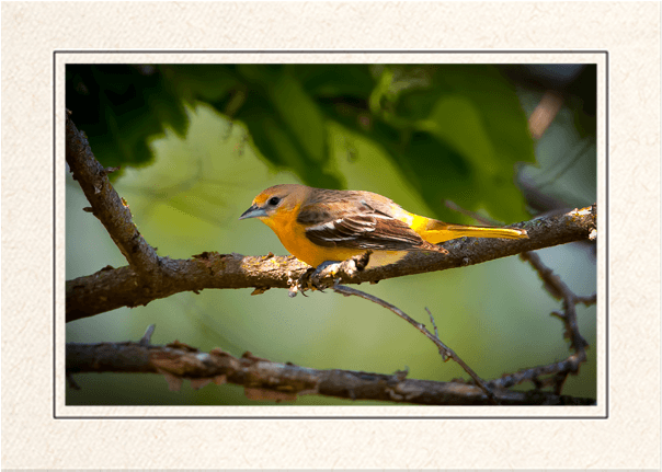 Female Baltimore Oriole (620x637), Png Download